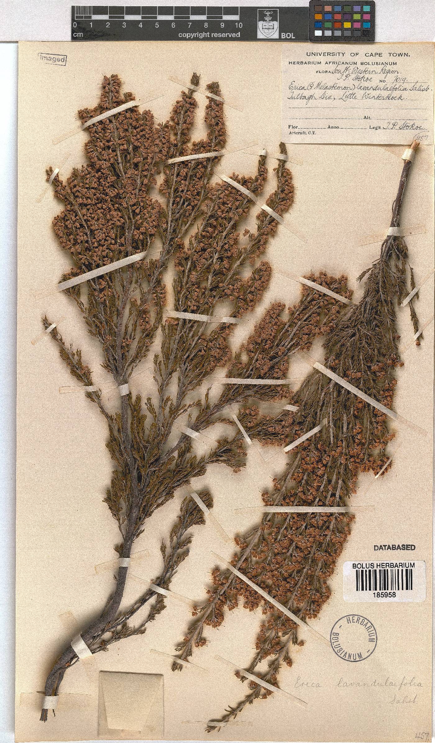 Erica lavandulifolia image