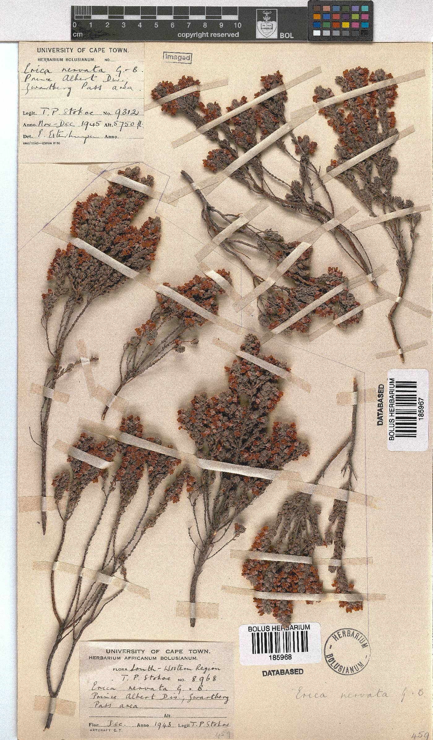 Erica nervata image
