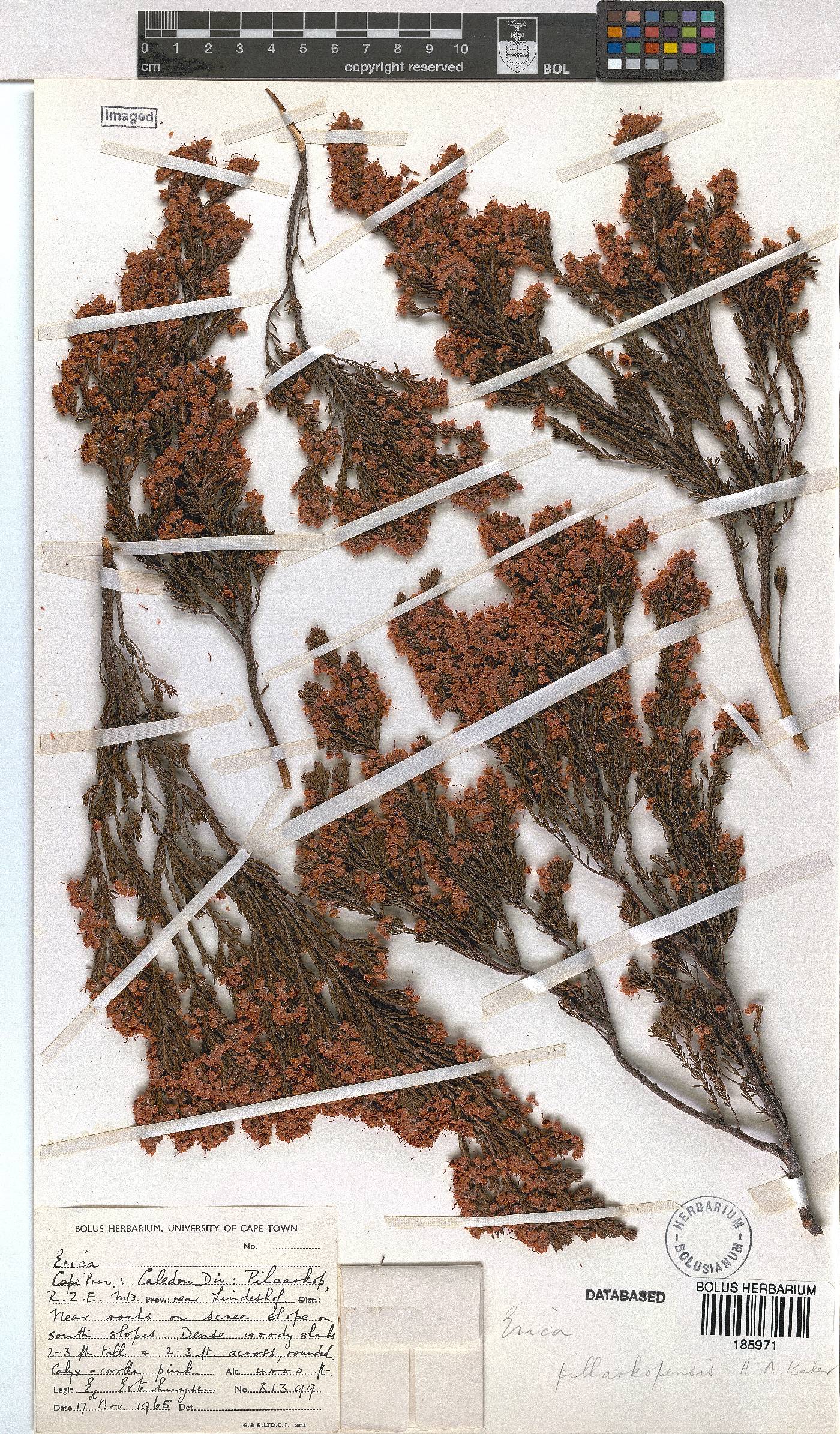 Erica pilaarkopensis image