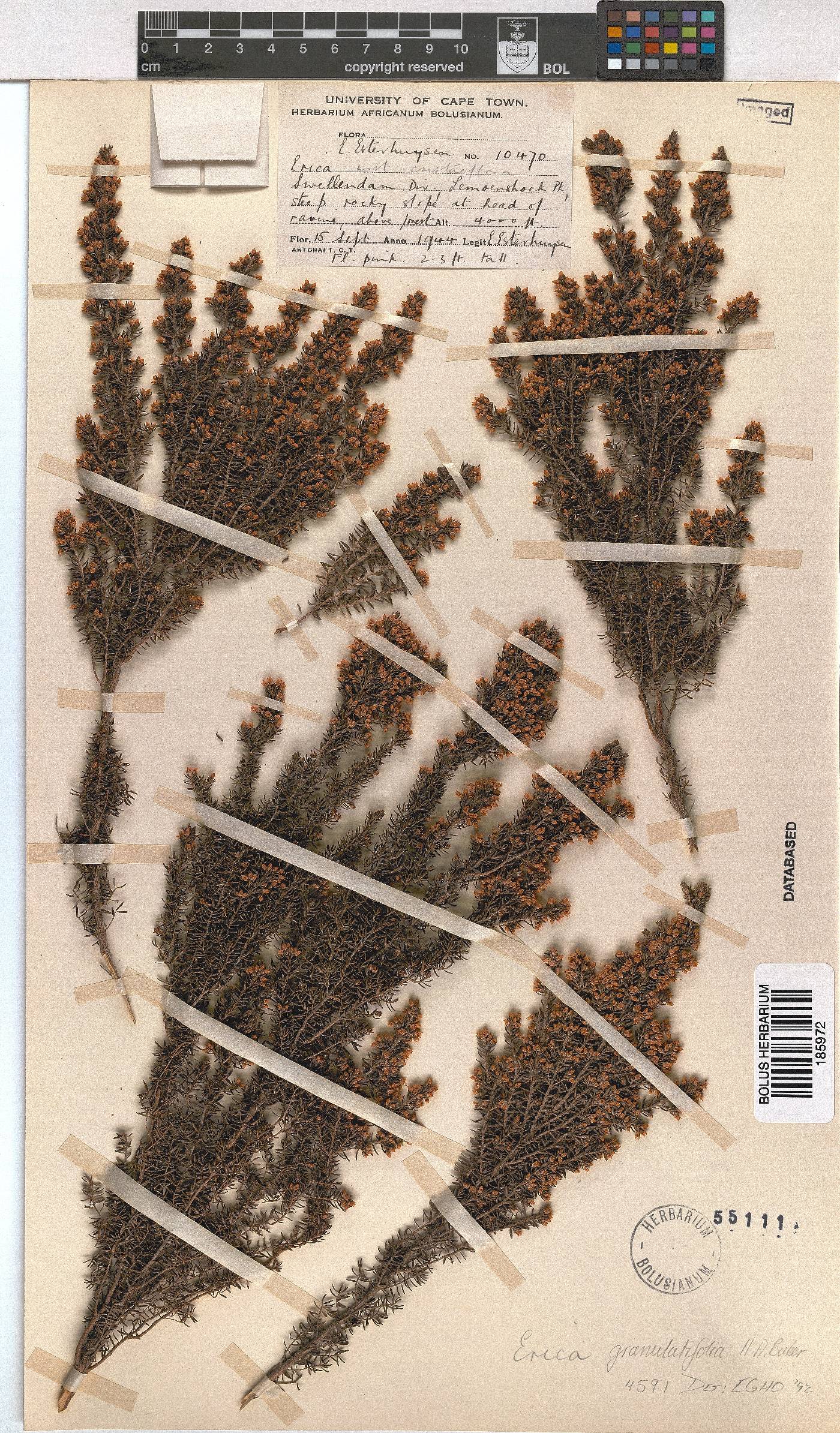 Erica granulatifolia image