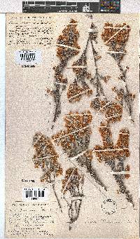 Erica passerinae image