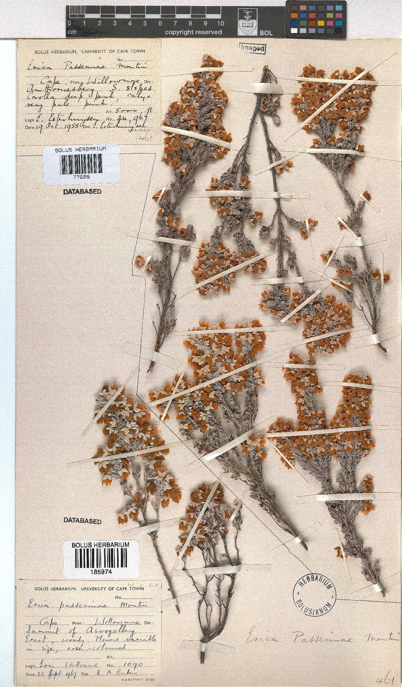 Erica passerinae image