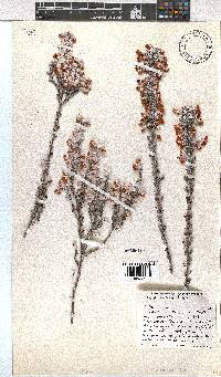 Erica passerinae image