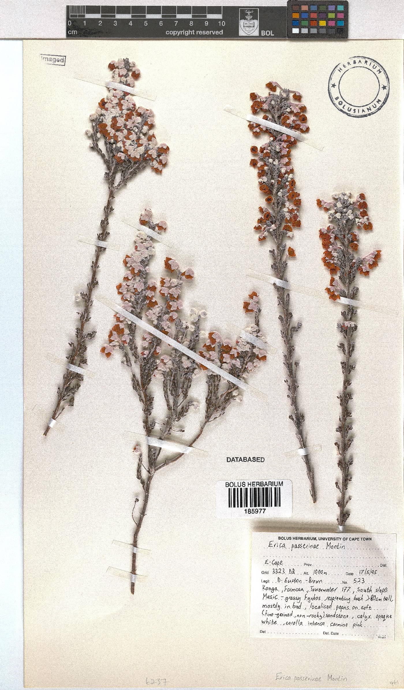 Erica passerinae image