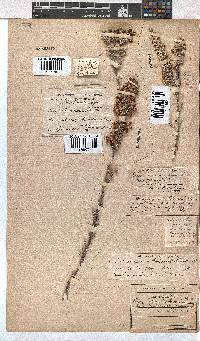 Erica passerinae image