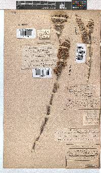 Erica passerinae image