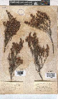 Erica melanthera image