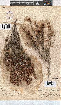 Erica melanthera image