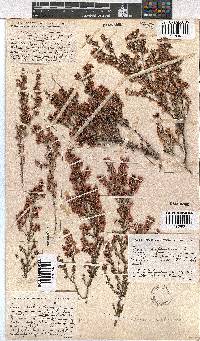 Erica melanthera image