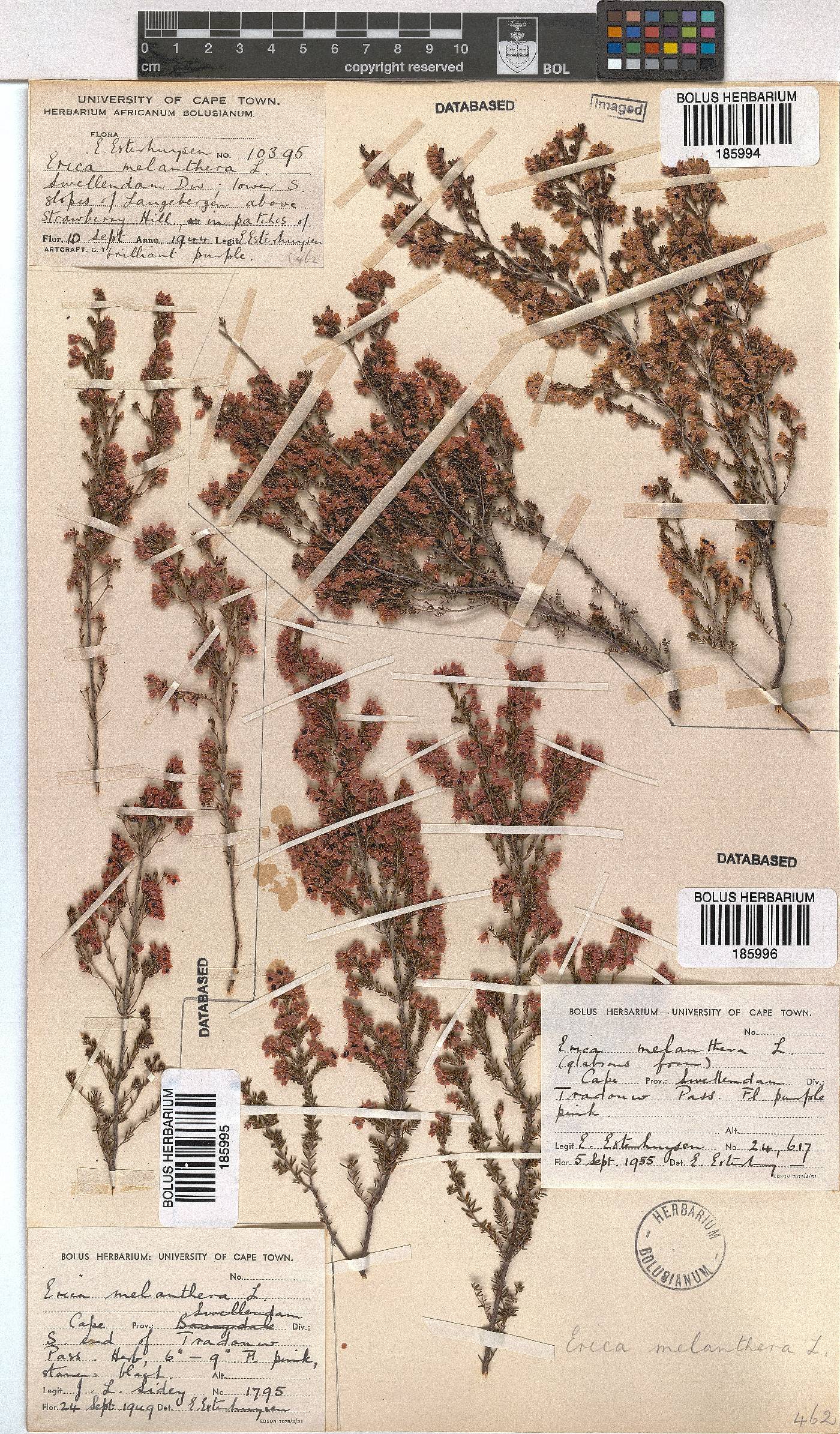 Erica melanthera image