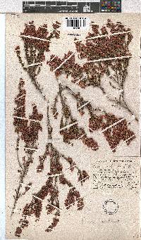 Erica melanthera image