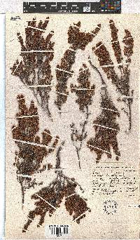 Erica glandulipila image