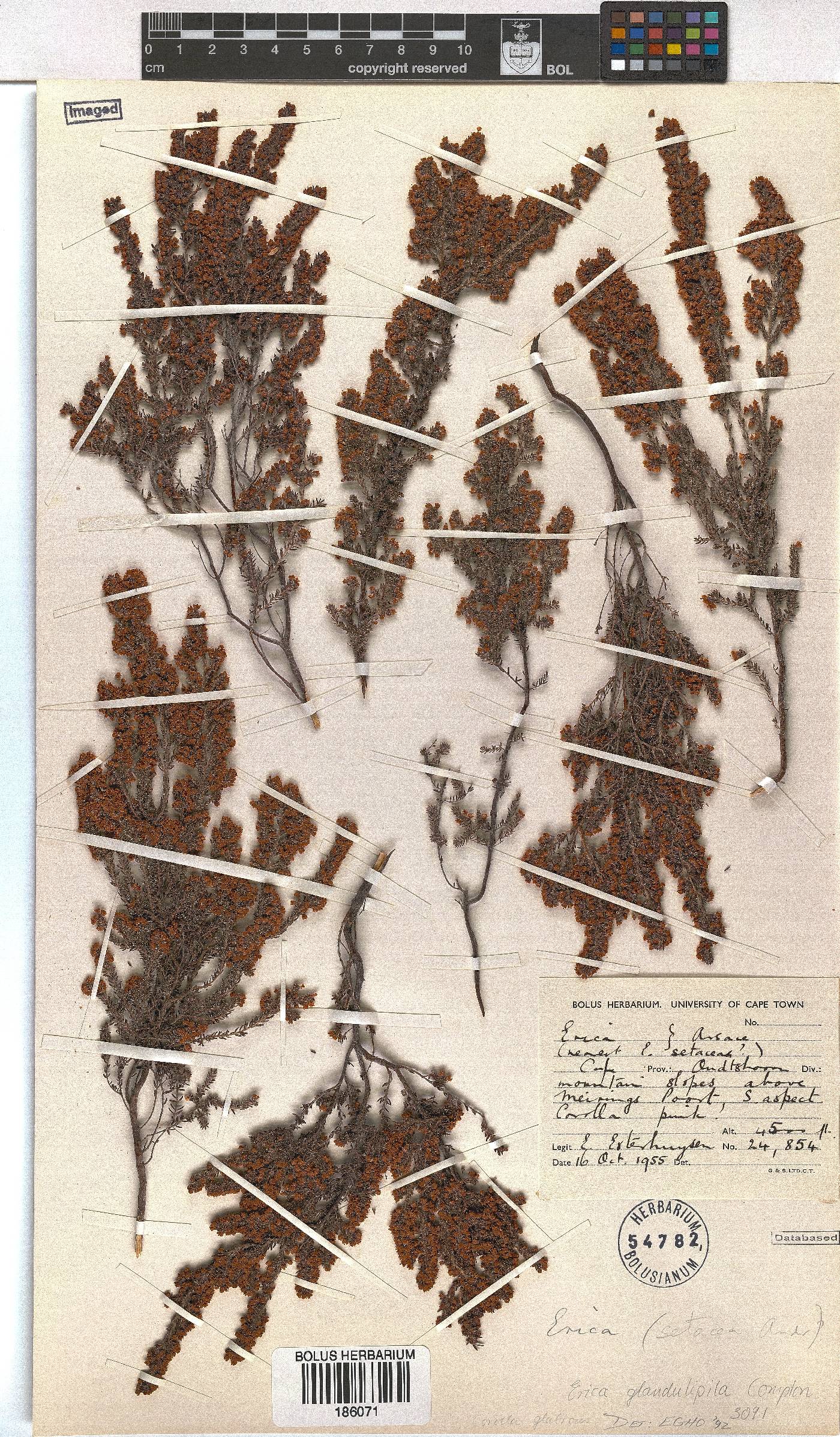 Erica glandulipila image