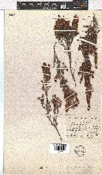 Erica glandulipila image