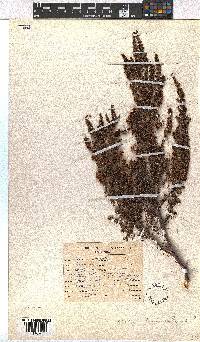 Erica hispidula image