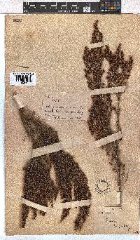 Erica hispidula image