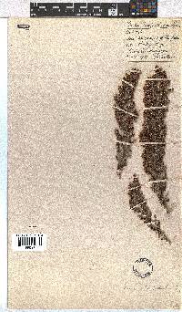 Erica hispidula image