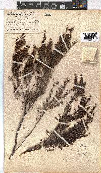 Erica hispidula image