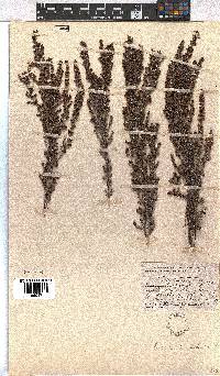 Erica hispidula image