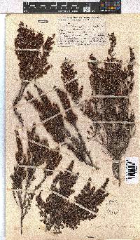 Erica hispidula image