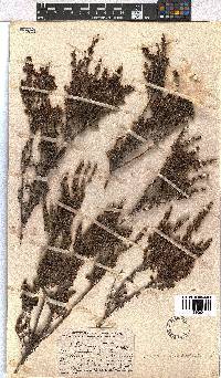 Erica hispidula image