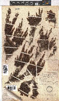 Erica hispidula image