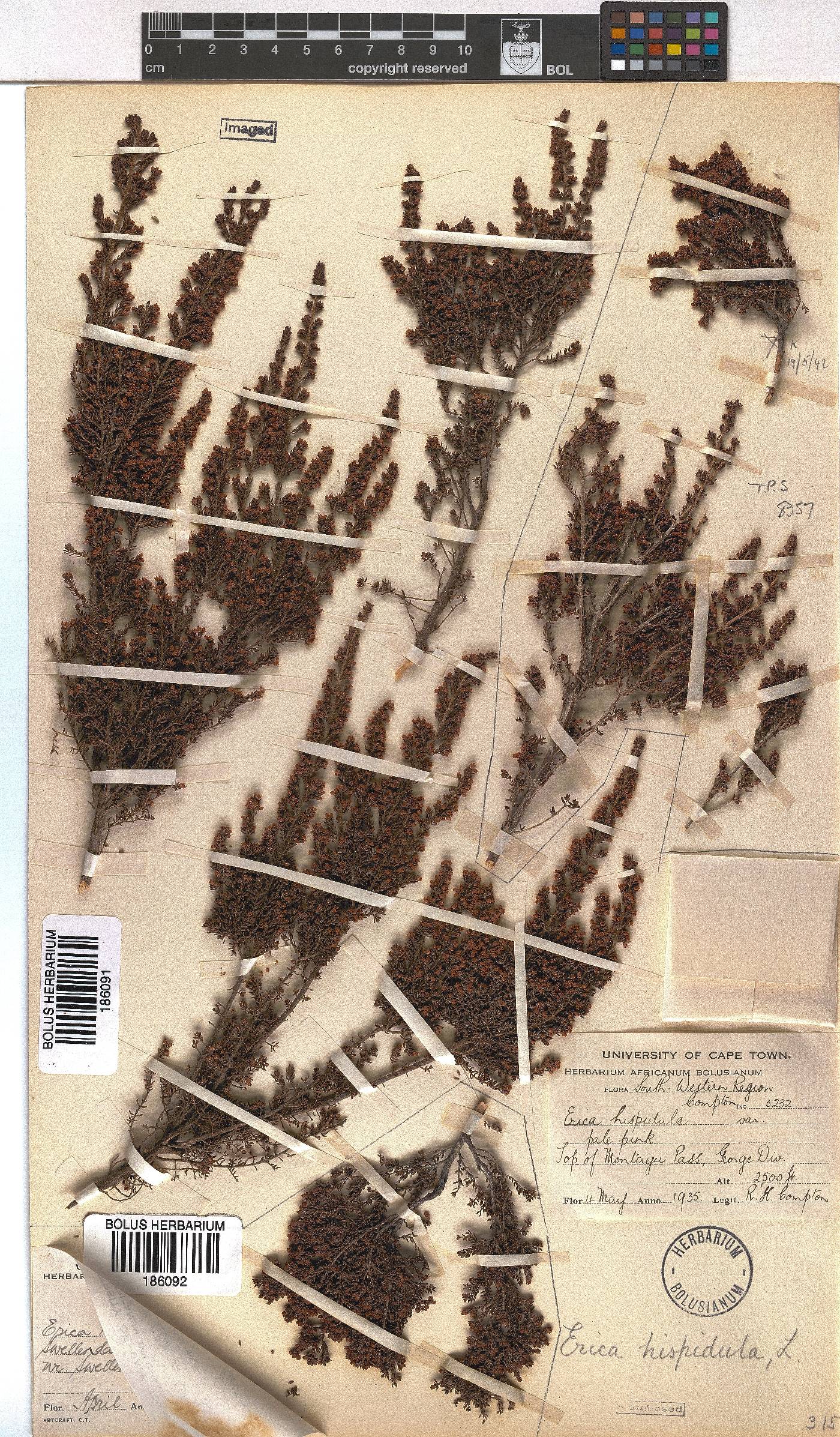 Erica hispidula image