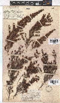 Erica hispidula image