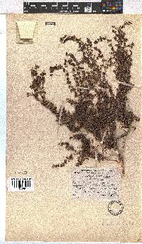 Erica hispidula image