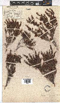 Erica hispidula image