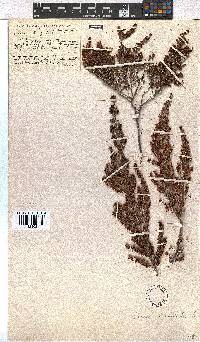 Erica hispidula image