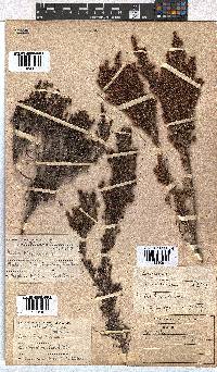 Erica hispidula image