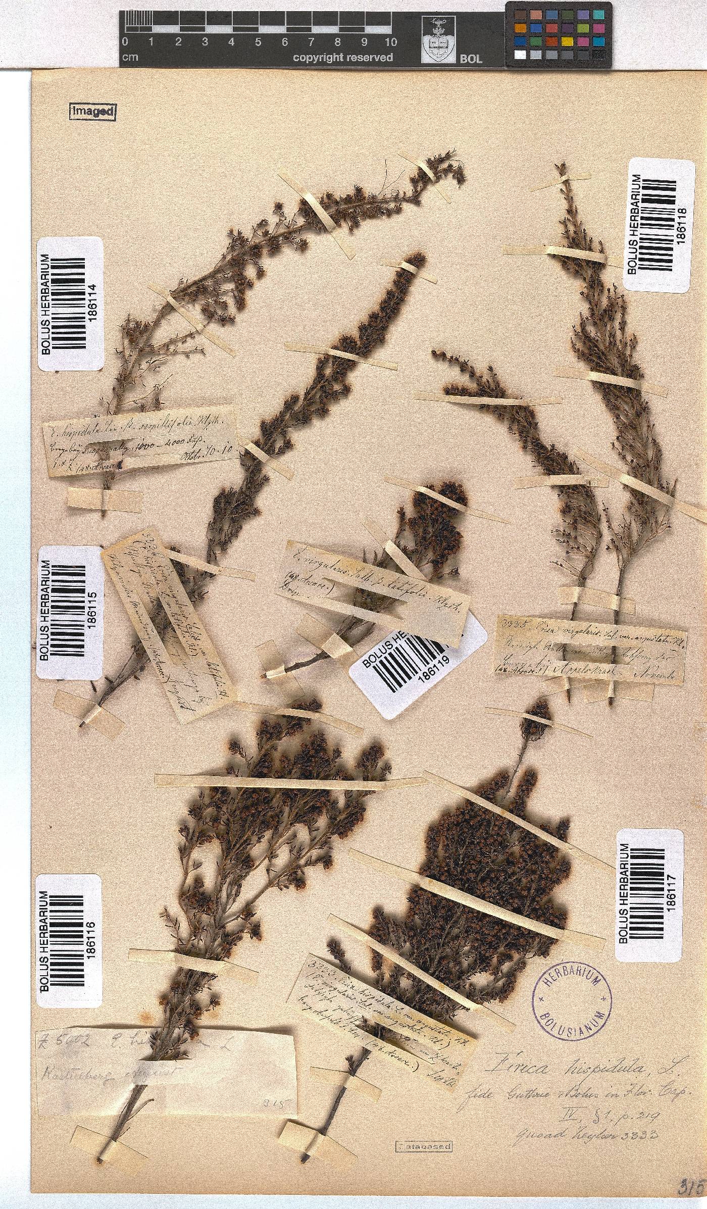 Erica hispidula image