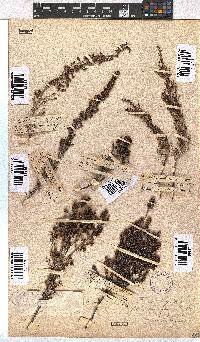 Erica hispidula image