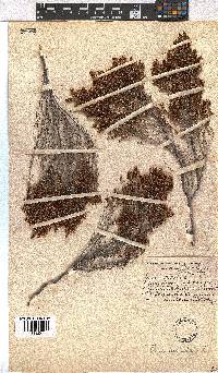 Erica hispidula image