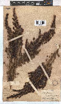 Erica hispidula image