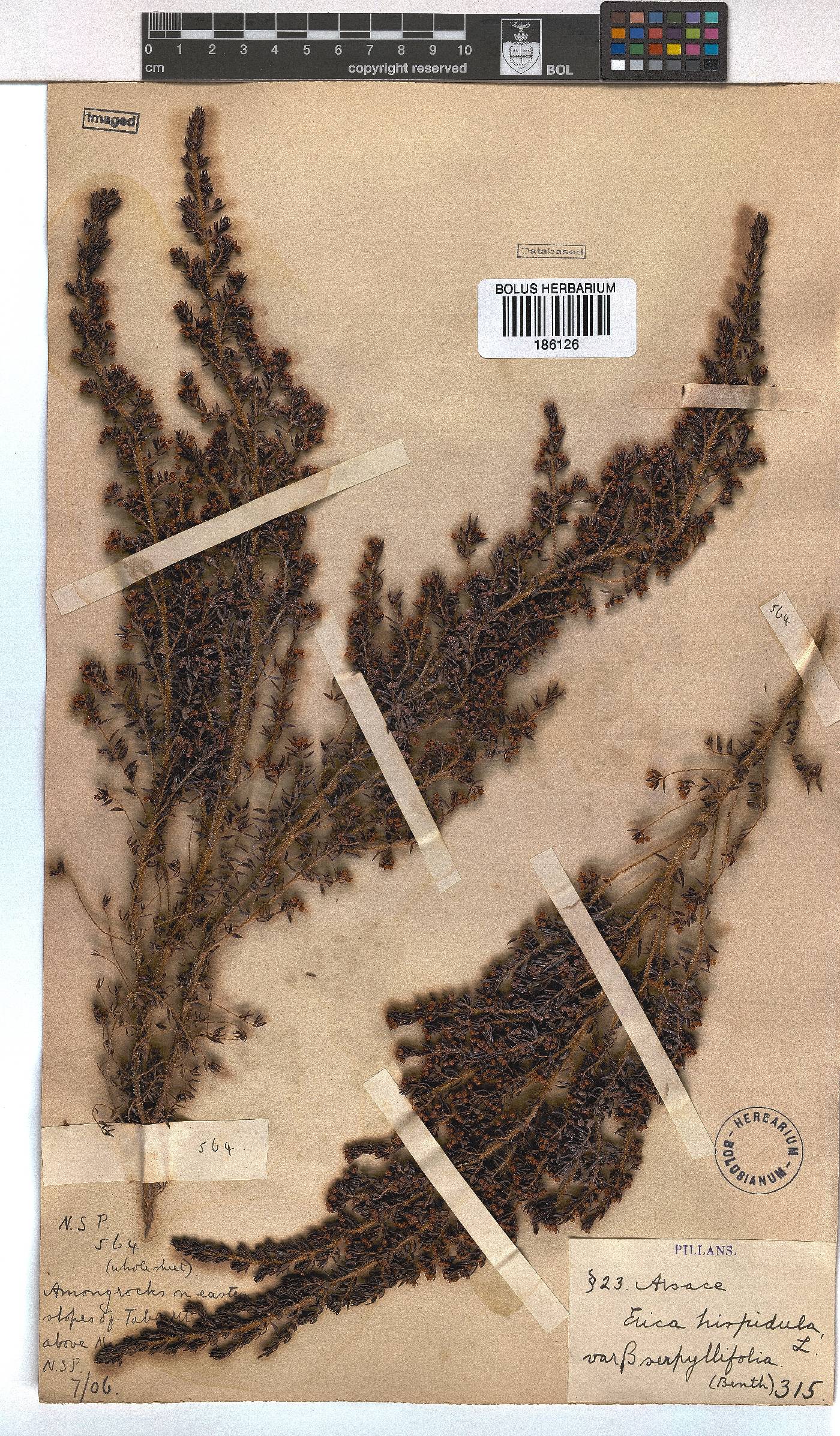 Erica hispidula image