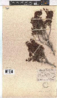 Erica hispidula image