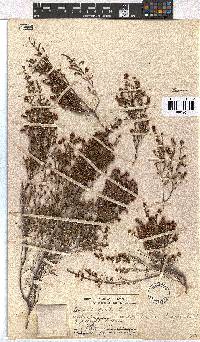 Erica hispidula image