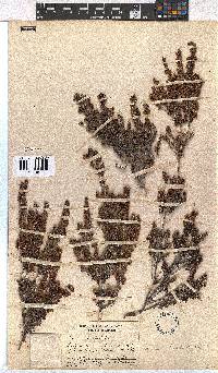 Erica hispidula image