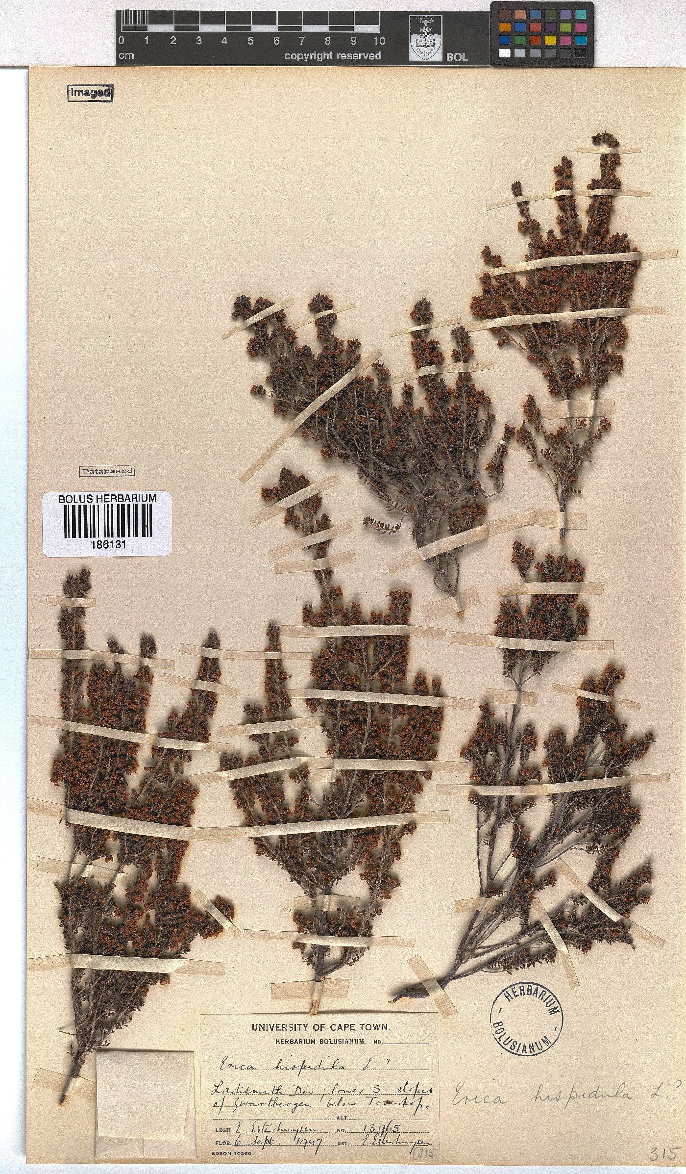 Erica hispidula image