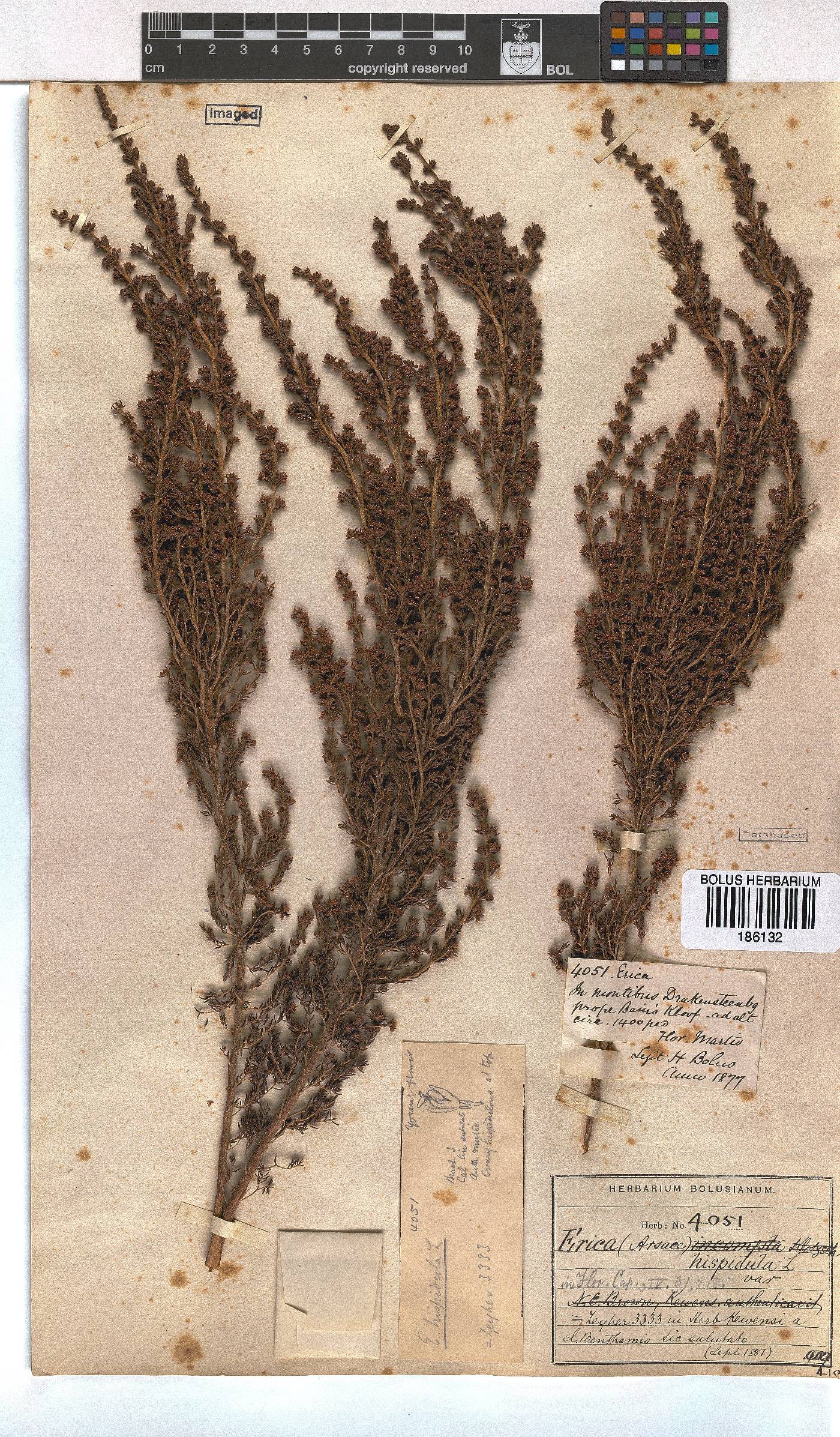 Erica hispidula image