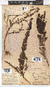 Erica hispidula image