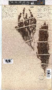 Erica hispidula image