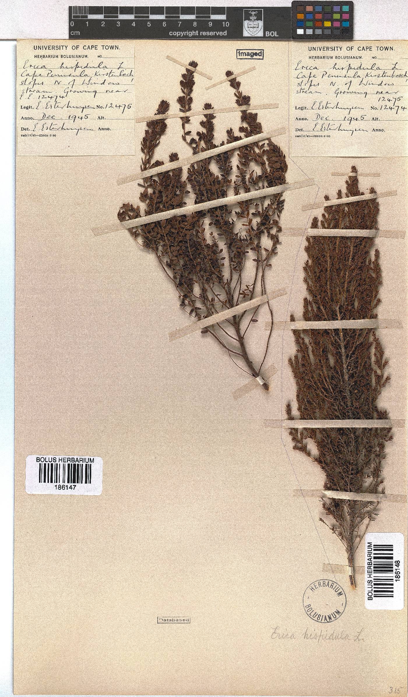 Erica hispidula var. serpyllifolia image