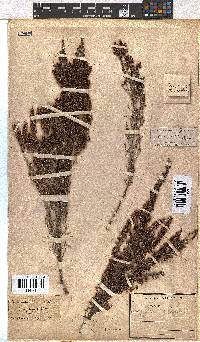 Erica hispidula image