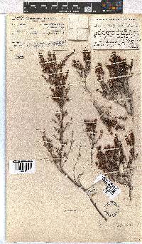 Erica hispidula image