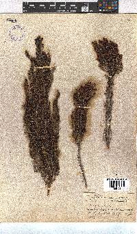 Erica hispidula image