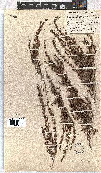 Erica hispidula image