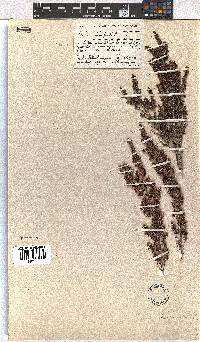 Erica hispidula image